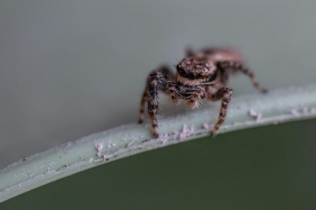 Female peacock spider observing male’s courtship dance behavior