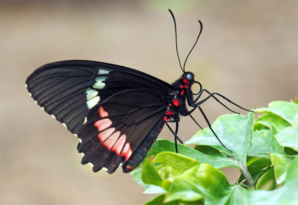 Predator bird ignoring butterfly with eyespots, showing learned adaptation