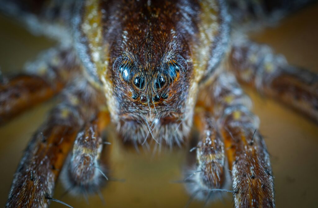 Close-up of a brown recluse spider showing its distinctive violin-shaped marking