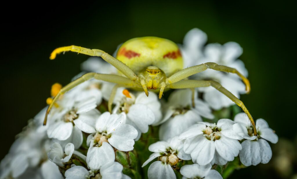 Yellow crab spider blending in with a white flower to ambush prey.