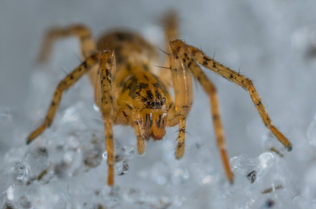 Researcher analyzing spider venom for medical applications in a laboratory