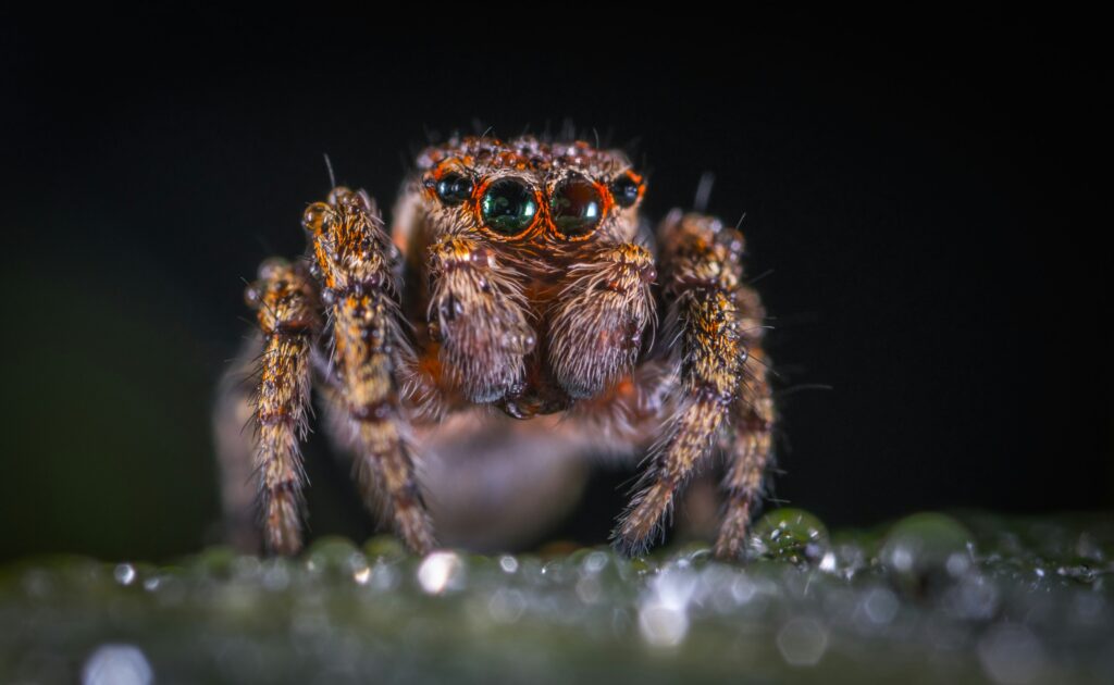 Wolf spider on the ground carrying baby spiders on its back