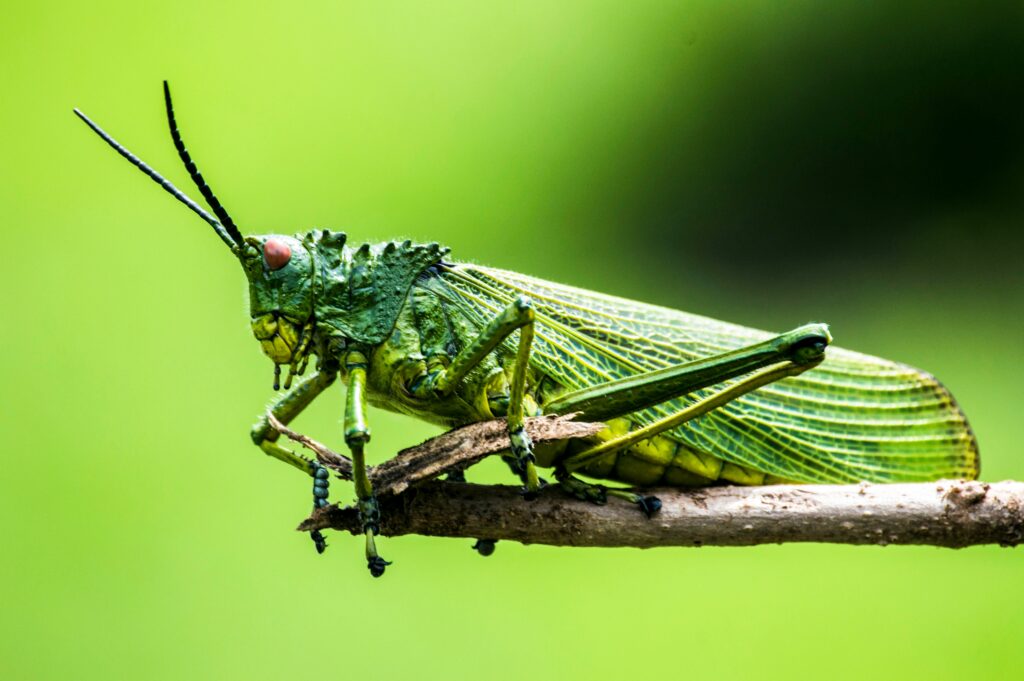 A green katydid perched on a leaf with extended wings