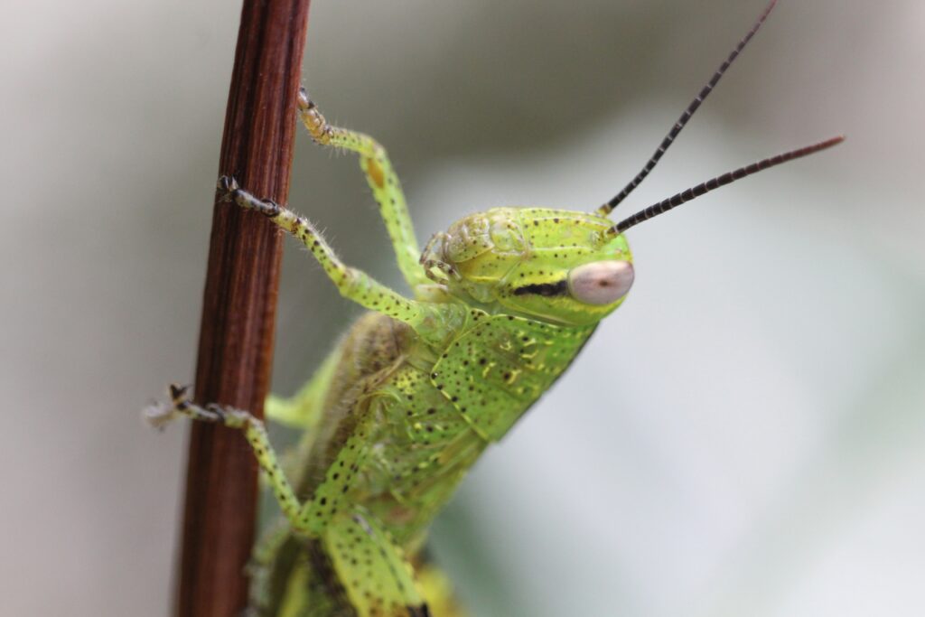 Diagram labeling parts of a cricket’s leg showing auditory structures