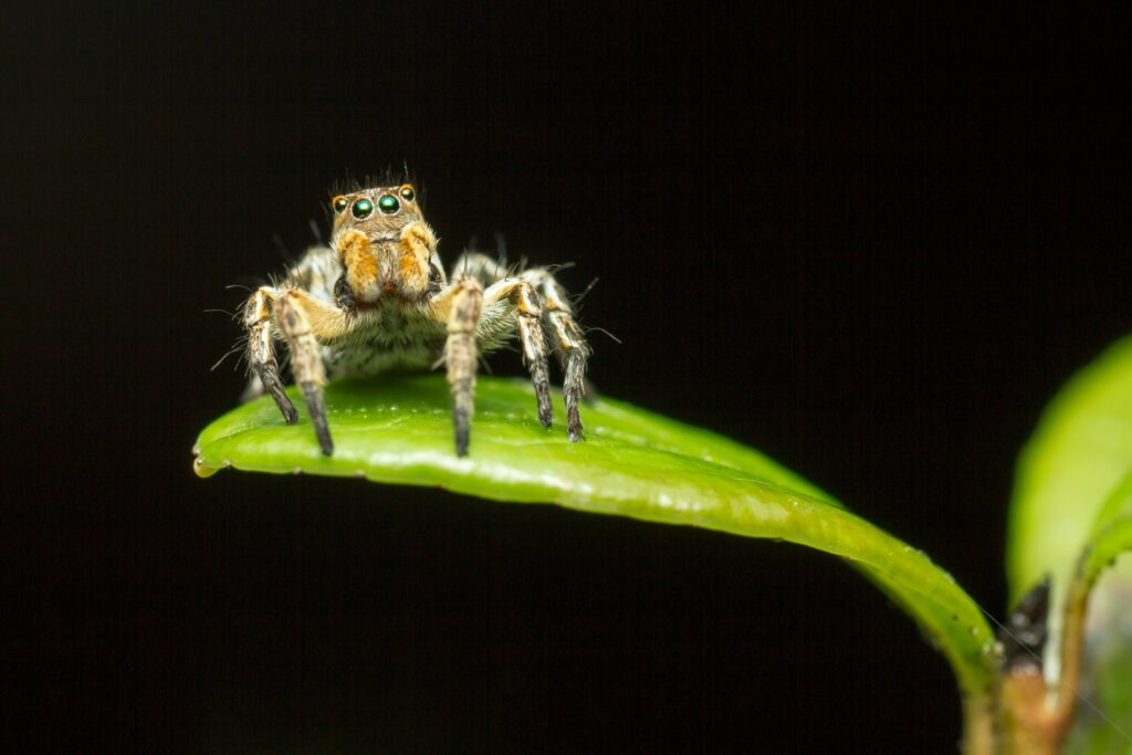 Scientist discovering a spider glowing under UV light