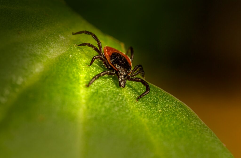 Ant-mimicking jumping spider using disguise to avoid predation