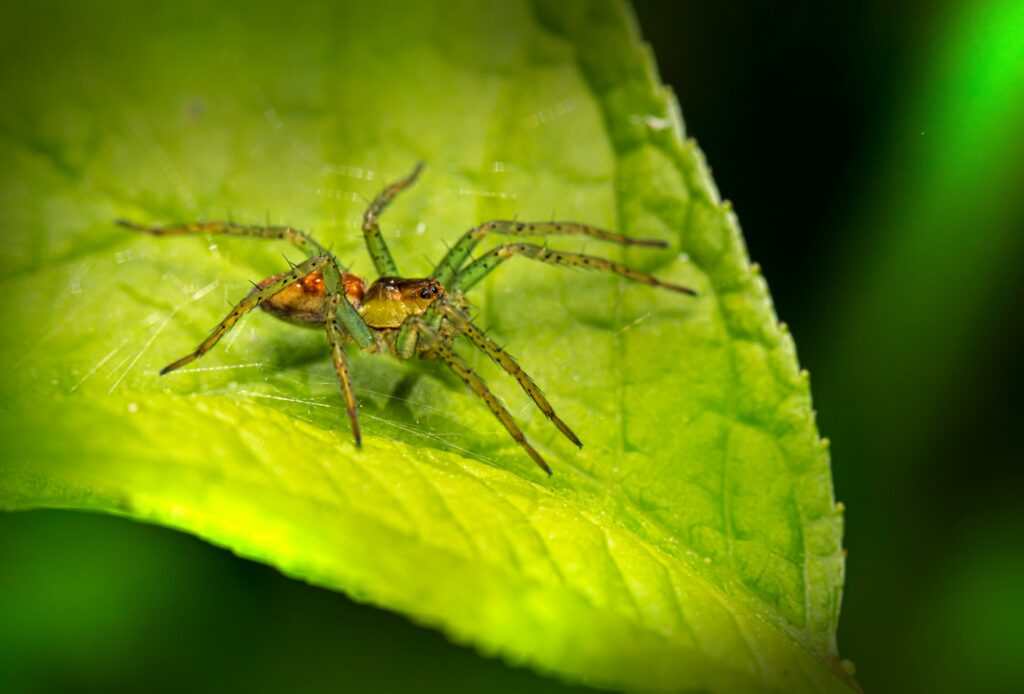 Graphic showing brown recluse as part of natural pest control in ecosystems