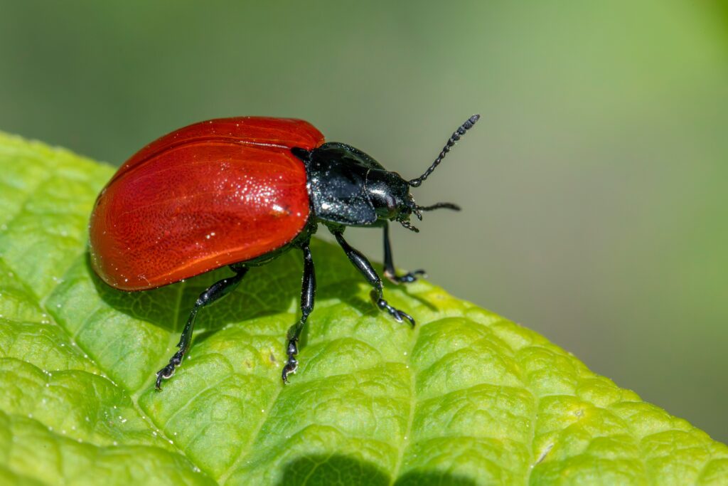 A bombardier beetle releasing a chemical spray to defend against a predator