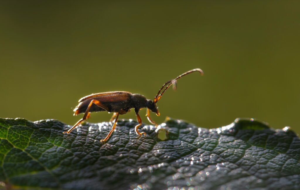 Evolutionary tree highlighting chemical defense adaptation in beetles