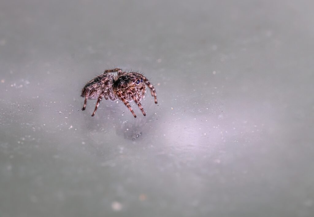 Diving bell spider inside its underwater silk bubble chamber