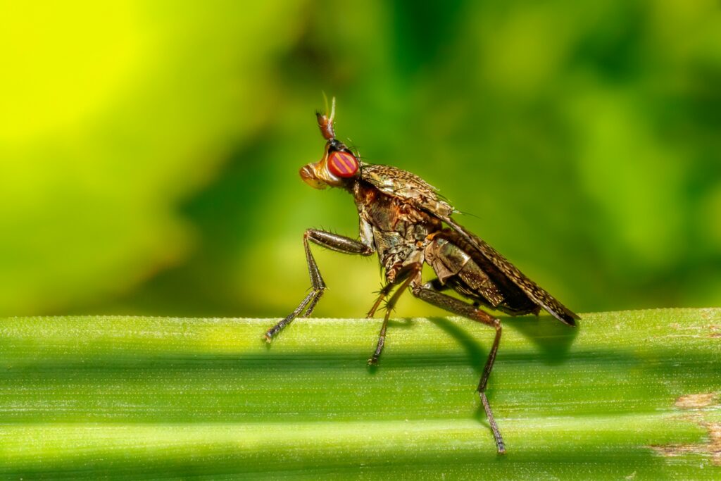 Scientific illustration showing how crickets localize sound using leg ears