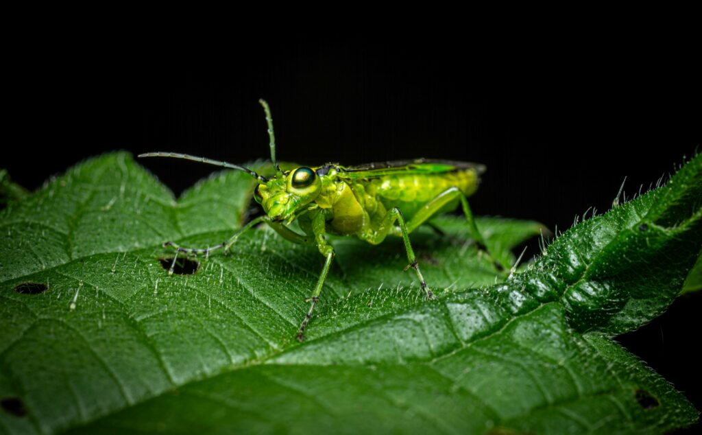 Cricket in a noisy urban environment symbolizing threat to acoustic insects