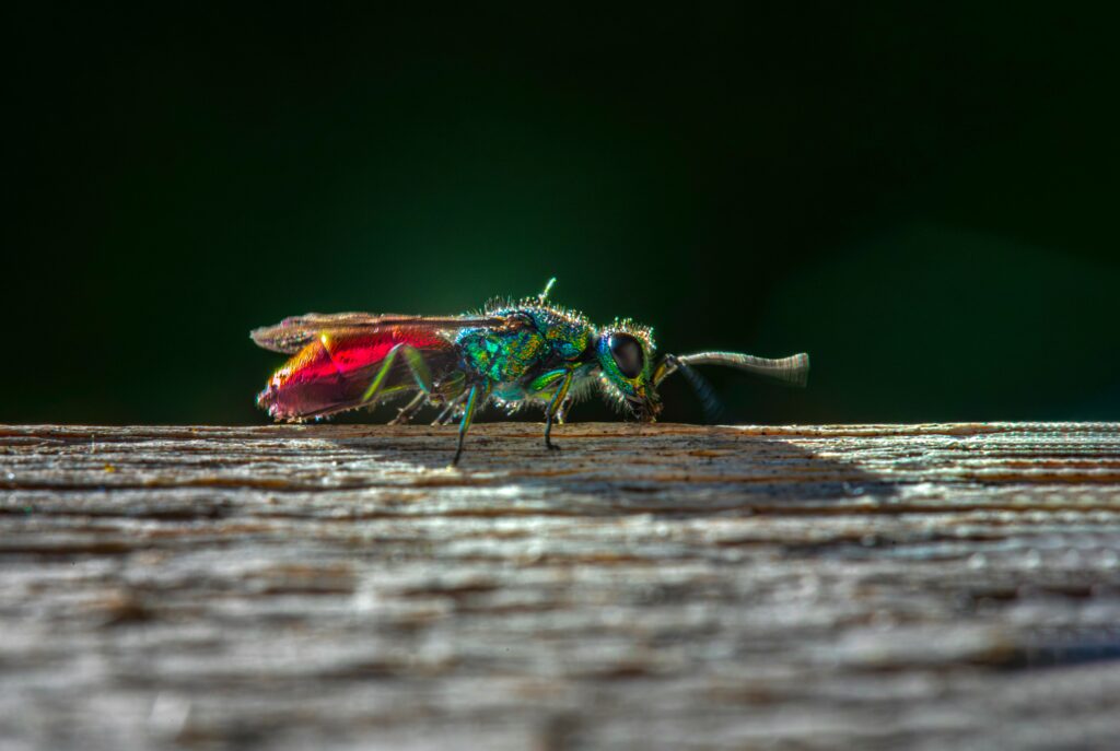 A collage of various insects displaying different color phases or camouflage