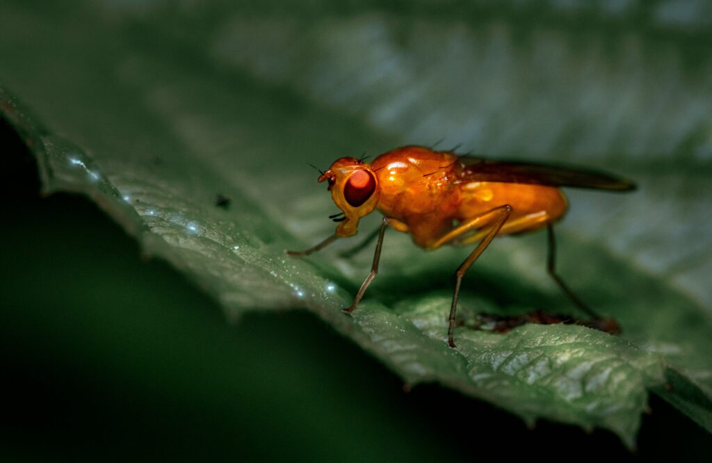 Researcher examining color-changing insect specimens under microscope