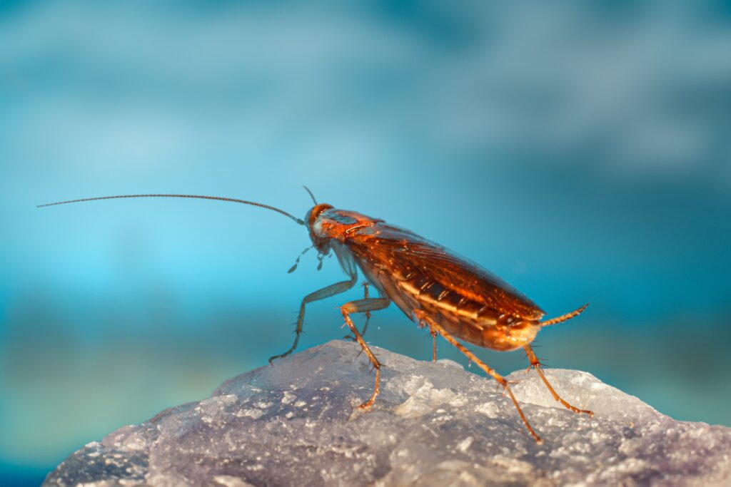 Scientist studying electric insect specimens under magnification