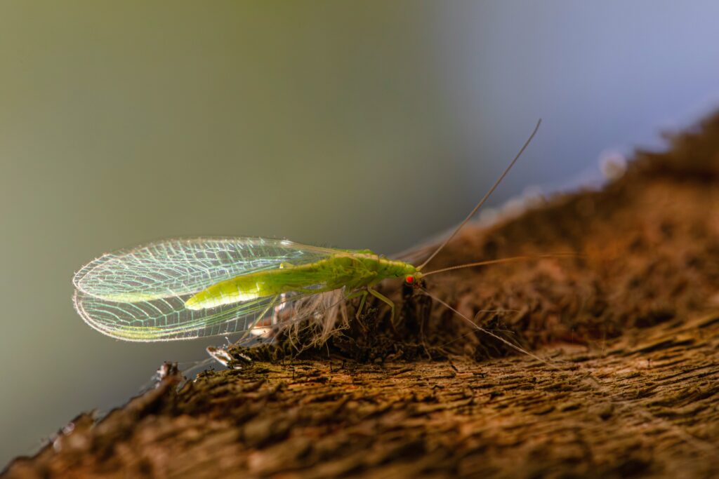 Artistic image showing a glowing insect powering a small lightbulb symbolizing research potential