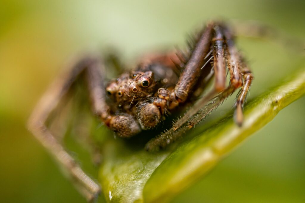 Illustration of a person sleeping peacefully with a “spider myth” icon
