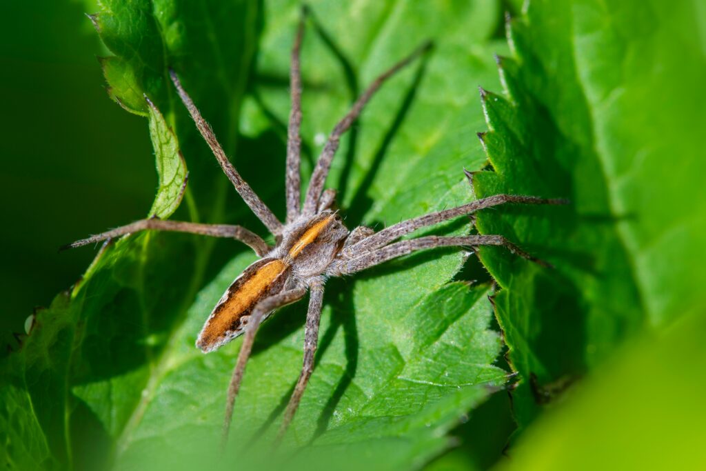 Map highlighting actual vs assumed range of brown recluse spiders