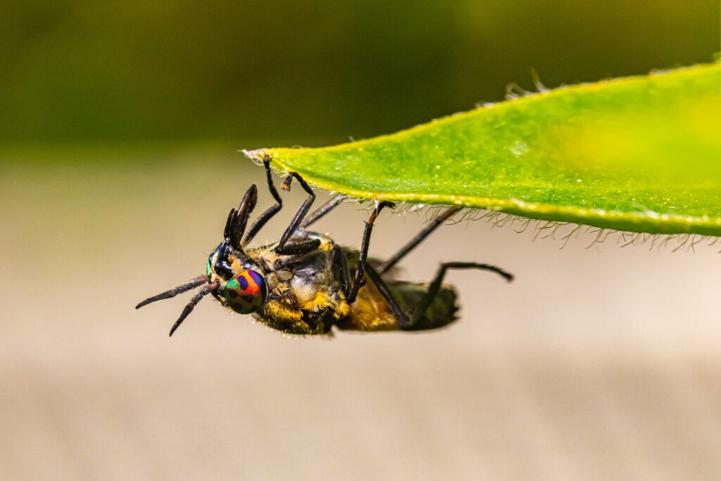 A person gently holding a large insect in their palm