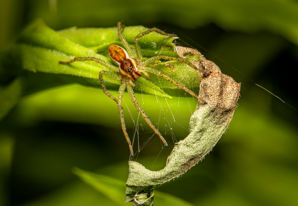 The Role of Non-Venomous Spiders in Protecting Crops