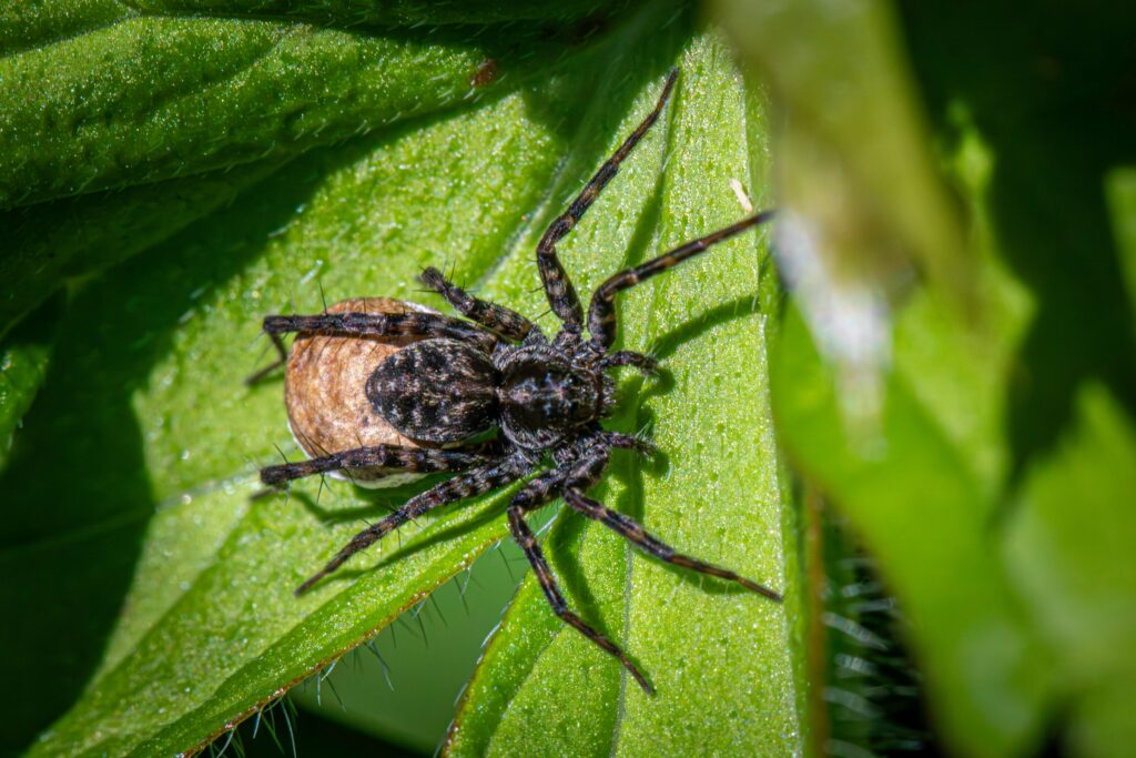 Photo collage showing harmless spiders often mistaken for black widow or recluse