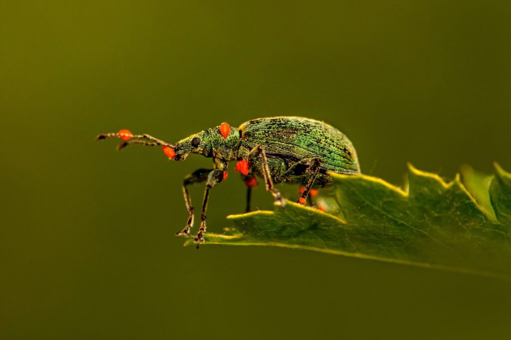 Diagram showing soldier beetle life stages from egg to larva to adult