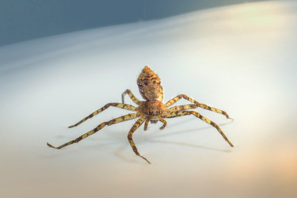 Spider landing precisely on insect prey on a leaf