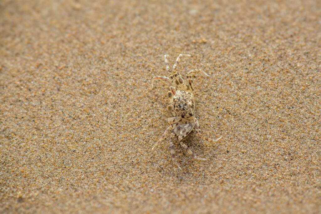 Non-venomous spider blending in with surroundings to avoid predators
