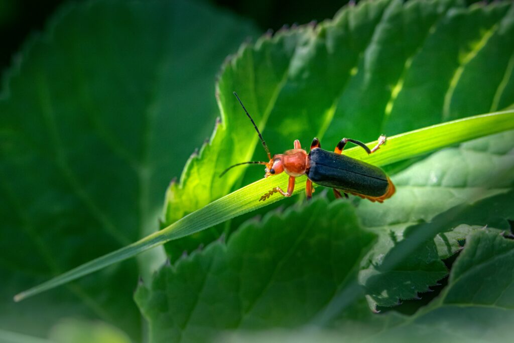 Glowing fireflies in an Indian forest representing spiritual light and stories

