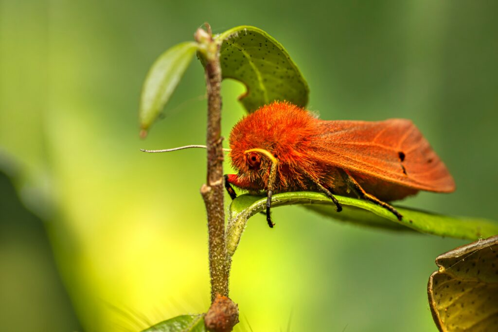 Variety of insects interacting with different plant and animal species