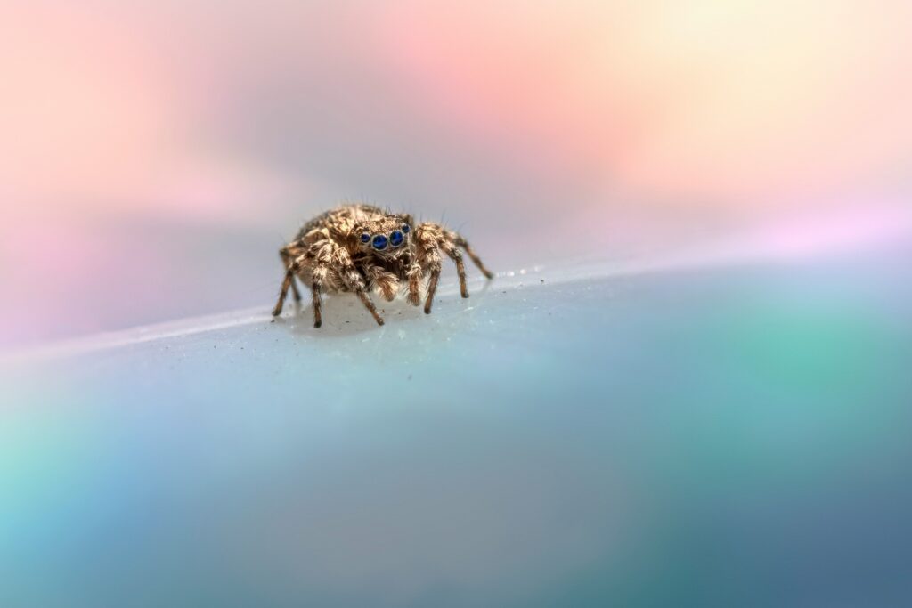 Screenshots or thumbnails from viral videos featuring peacock spiders