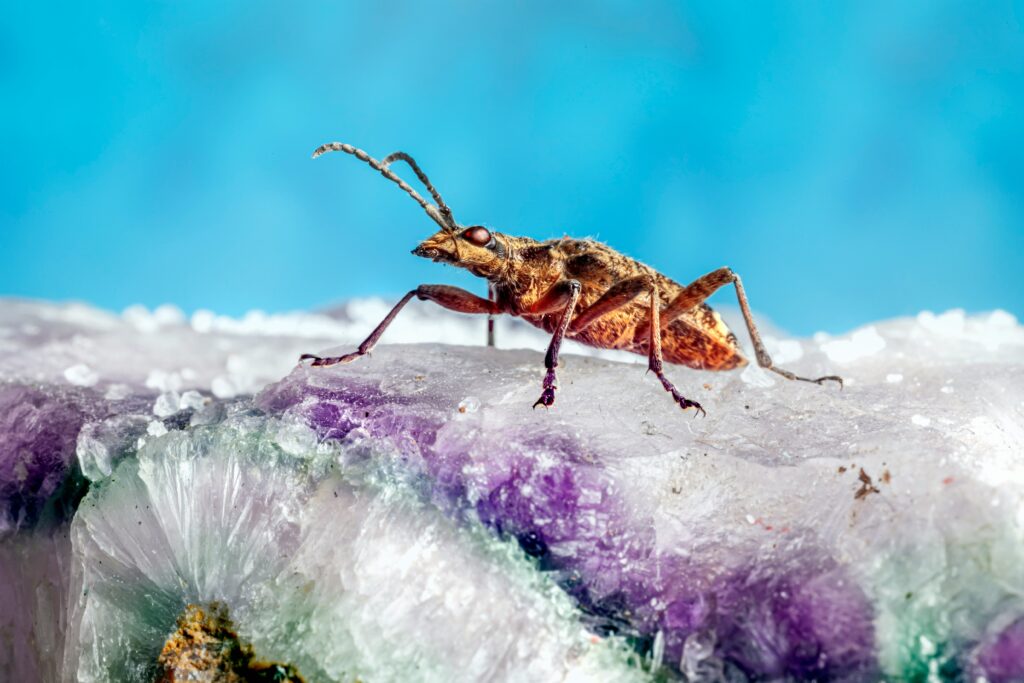 The Upis beetle frozen in clear ice, showing its unique survival trait