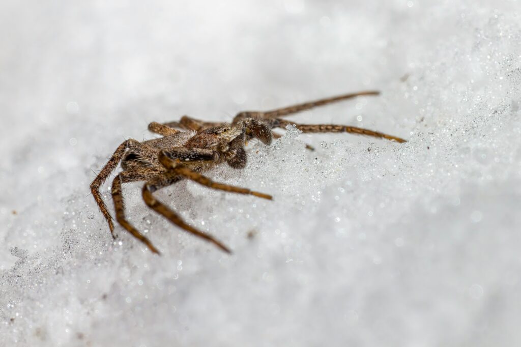 Scientific diagram showing how insects survive freezing temperatures