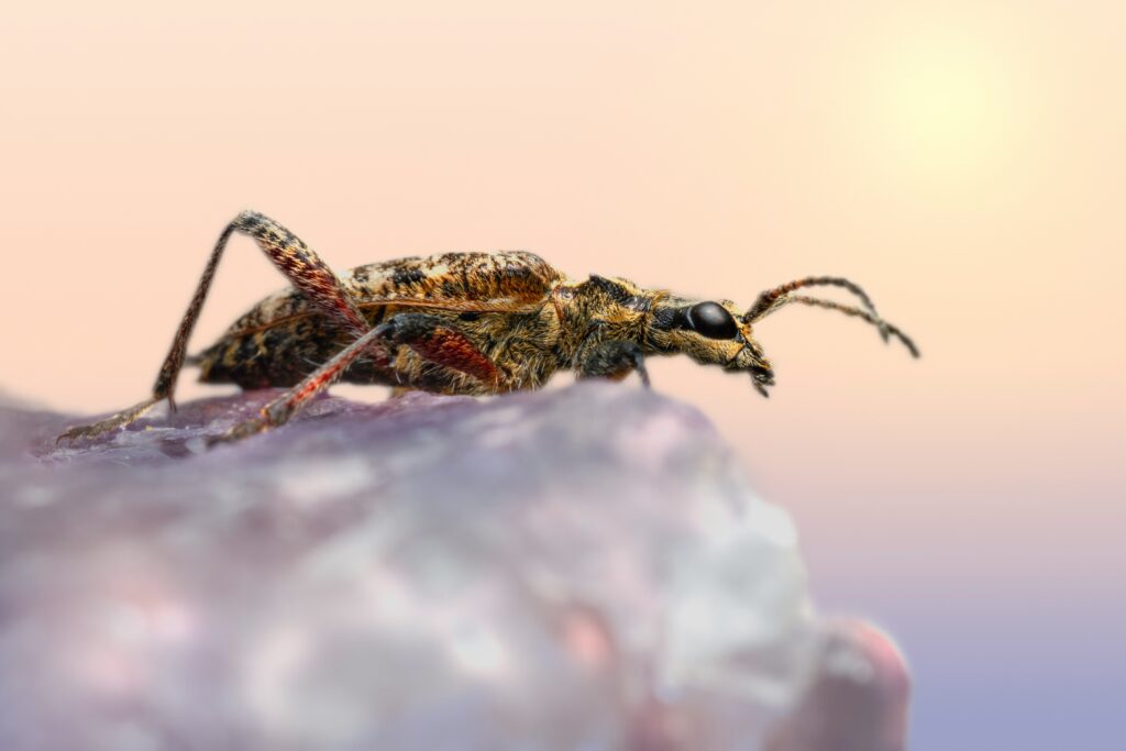 Frozen Upis beetle in ice, symbolizing biological pause during winter