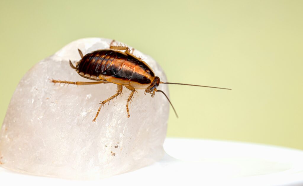 Lab researchers studying beetle freeze tolerance under a microscope