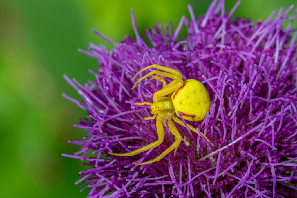 Crab spider hidden on a flower waiting to ambush prey
