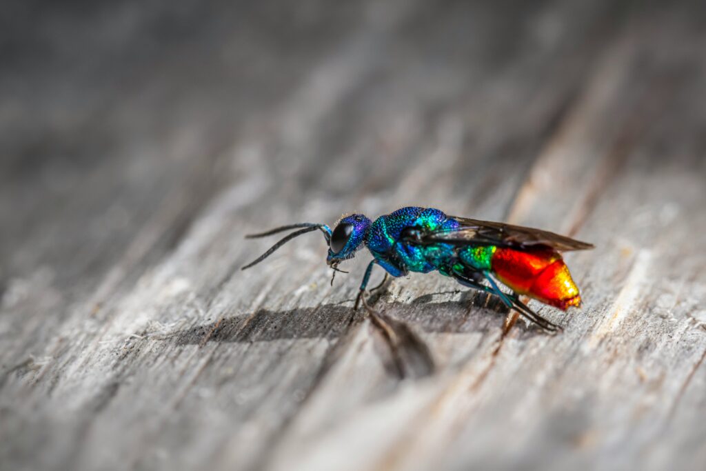 Jewel wasp stinging a cockroach to turn it into a docile host