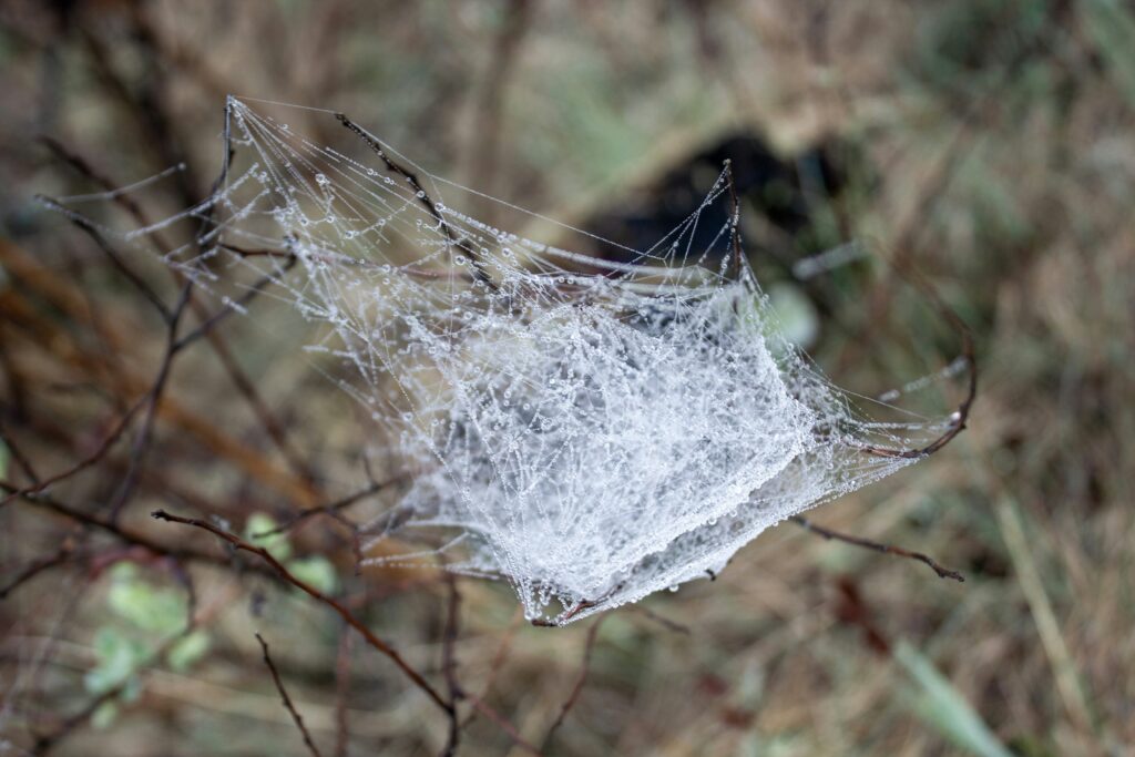 Spider web reinforced to withstand harsh climate conditions