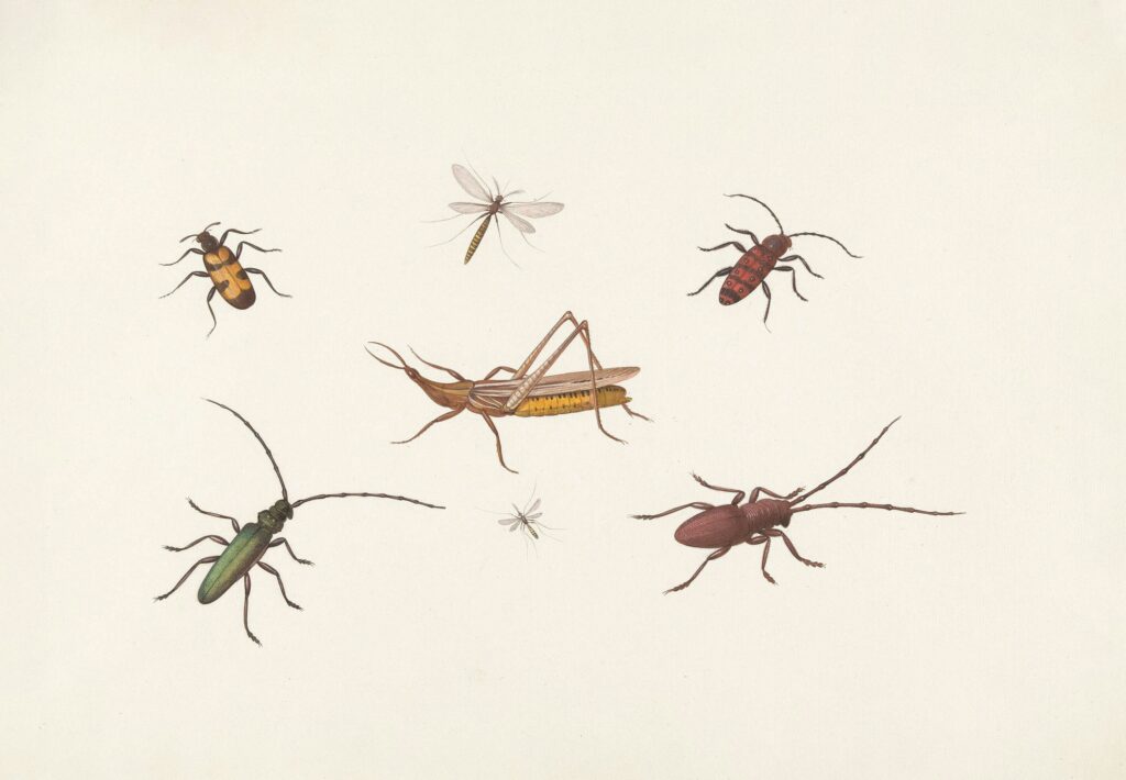 Victorian-era entomologist examining an insect collection cabinet