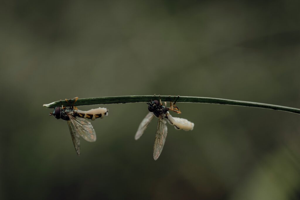 carrion beetle eating dead animal