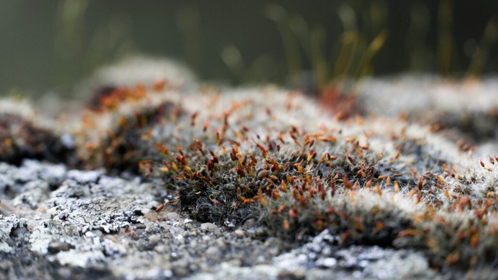 Ants carrying plant seeds into underground tunnels for germination