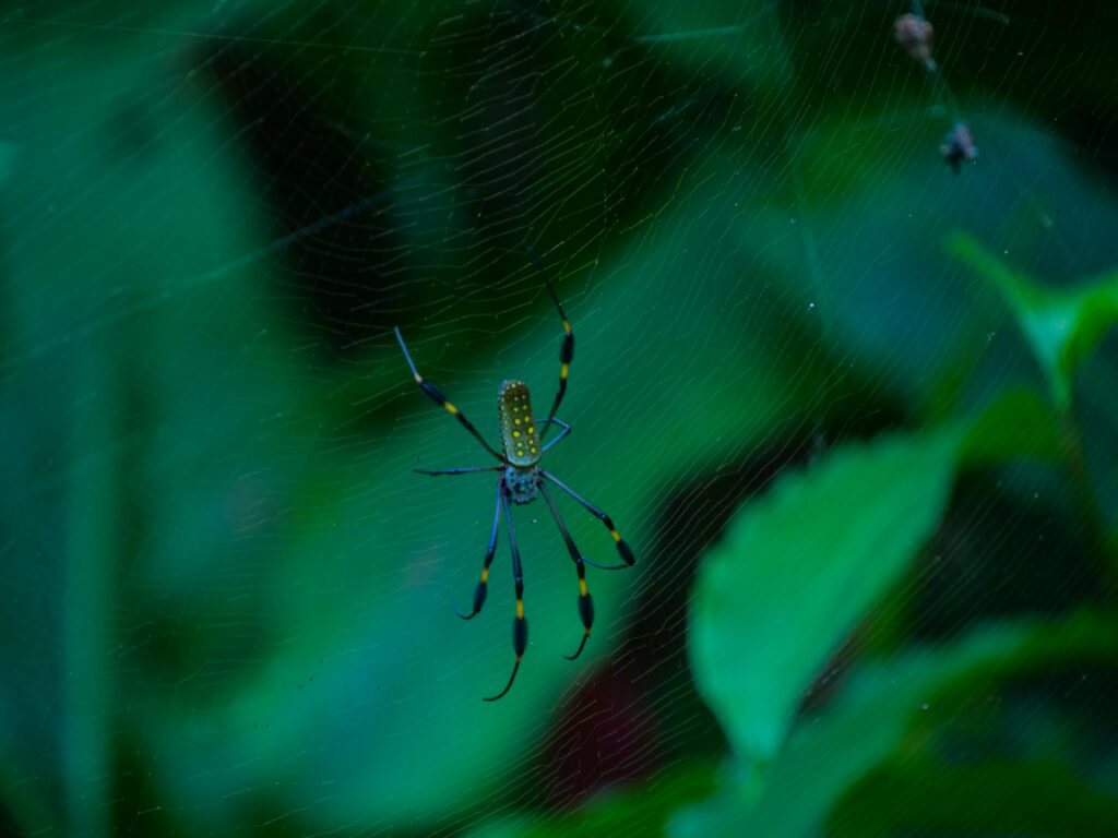 Rainforest spider on web designed to resist humidity