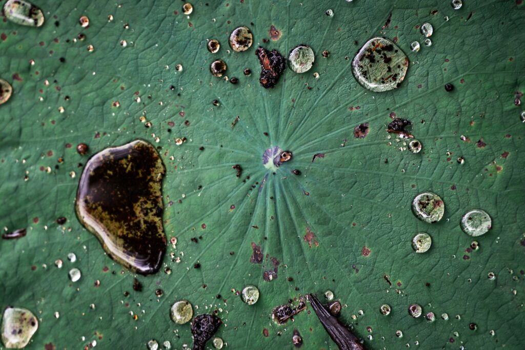 Microscopic view of bacteria decomposing plant and animal tissues