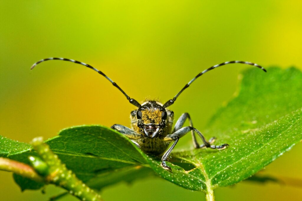 Protected forest environment housing bioluminescent or energy-generating insects