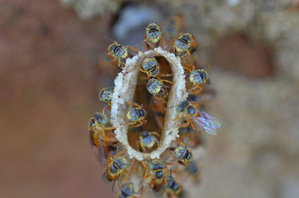A queen bee surrounded by worker bees inside a honeycomb cell
