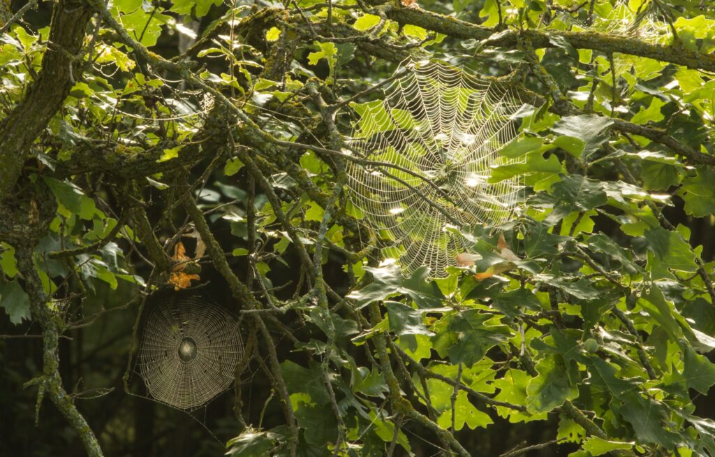A jumping spider perched on a plant leaf in an agricultural setting.