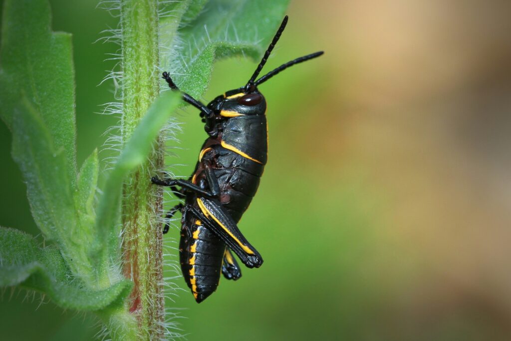 Scientist in lab examining soldier beetles under magnification for biological control study