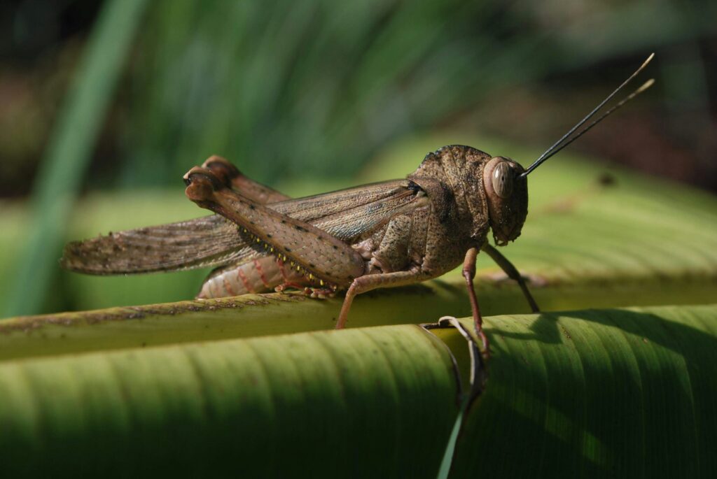 A camouflaged stick insect blending with tree twigs