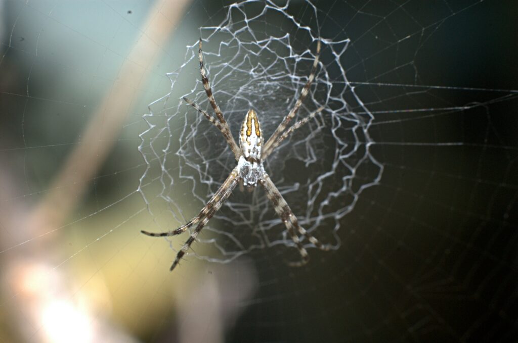 Beautiful orb-shaped spider web glistening in the morning light