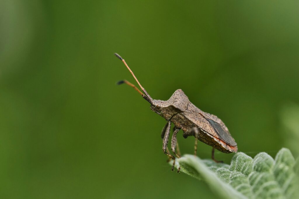 Close-up of a cricket showing its leg with visible tympanal hearing organ
